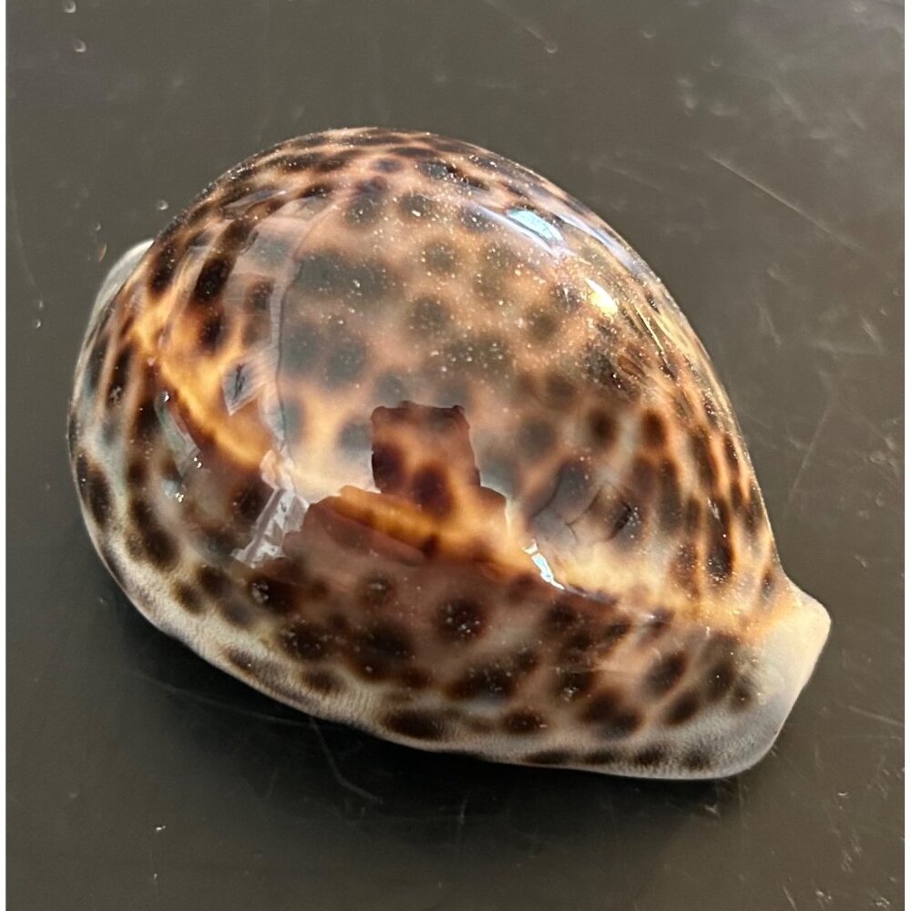 Vintage Tiger Cowrie Shell Cypraea Tigris Spotted Seashell Nautical Beach Decor